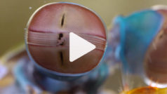 Reel: Deep Look Mantis Shrimp